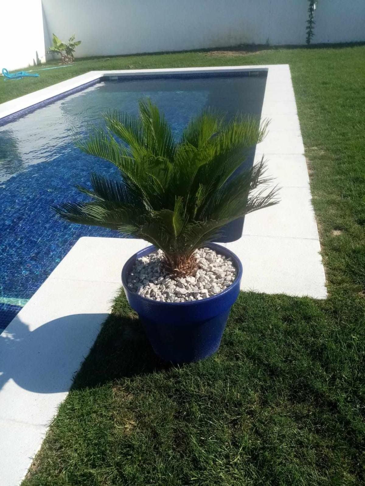 Las Casitas de la Barrosa con jardin y piscina privada Chiclana de la Frontera Habitación foto